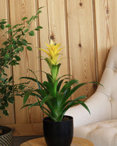 نبات قوزمينيا بزهور صفراء حوض سيراميك باللون الأسود